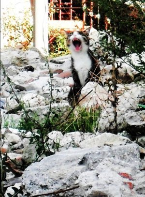 Animali e disastri naturali, il caso aquilano