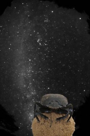 Il senso degli scarabei per le stelle