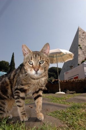 I Gatti della Piramide. Un sito archeologico che ospita una delle colonie feline storiche di Roma