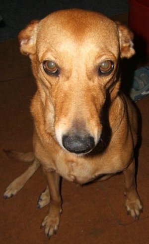 Sparare a un cane... per noia