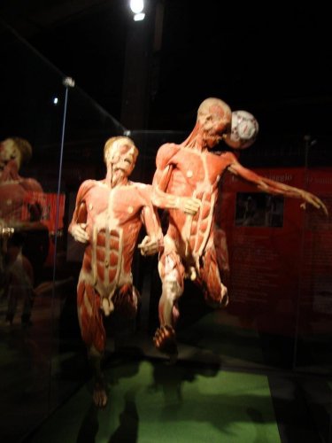 muscoli in movimento {JPEG}