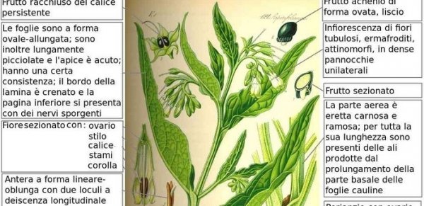 Set Regalo Semi Di Ortaggi Dimenticati – 6 Varietà Insolite (Scorzonera, Camassia, Bardana, Erba Saetta...)