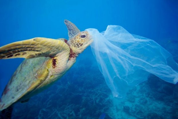 © Troy Mayne-WWF. Immagine per gentile concessione del WWF Italia © Troy Mayne-WWF. Immagine per gentile concessione del WWF Italia