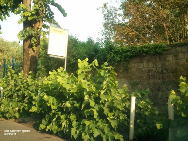 Fermata dell'autobus a viale Kennedy invasa dai cespugli