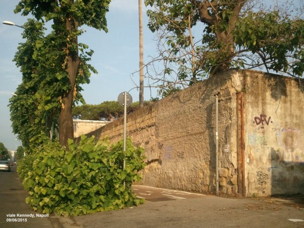 Napoli, l'assenza di manutenzione ed il verde invade la pista ciclabile a viale Kennedy