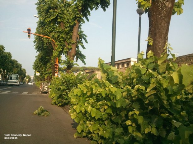 Napoli, l'amore per il verde o assenza di manutenzione?